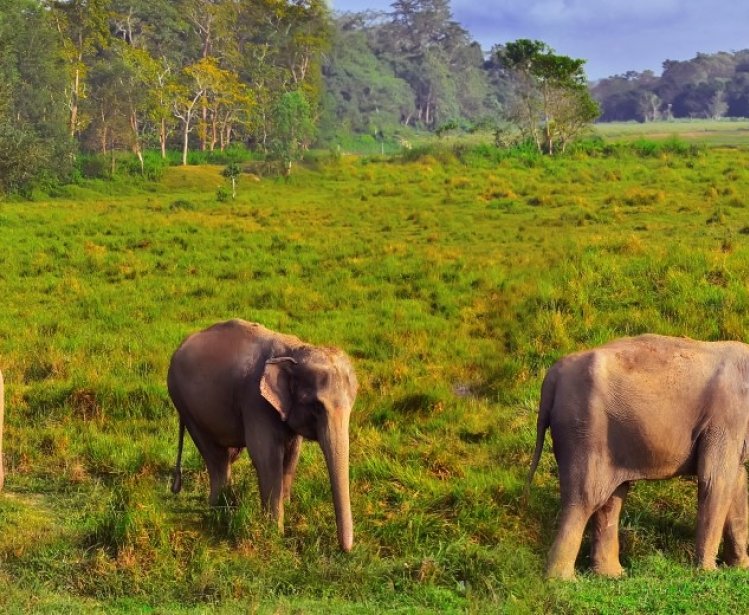Wild landscape with Asian elephants in Chitwan, Nepal