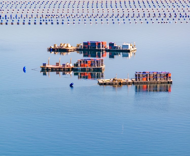 Image - Salmon fisheries Chile