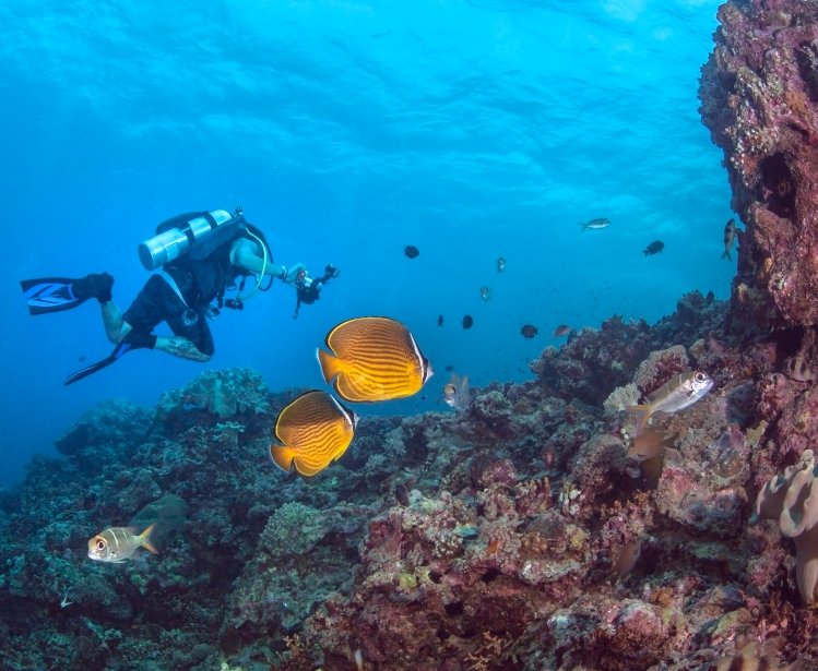  Pair of Oriental butterflyfish in the coral reef with a scuba diver, Spratly Islands, South China Sea.