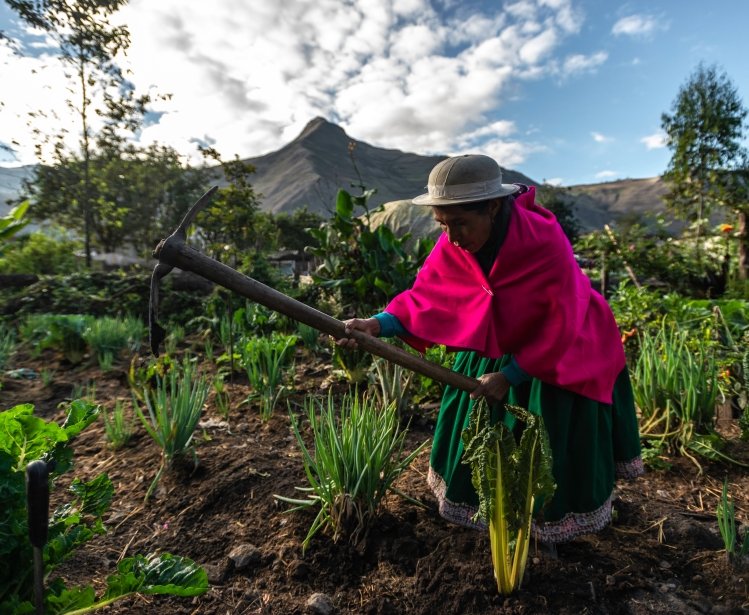 An Indigenous woman carrying a hack or axe to work the fields in Nisag, Chimborazo / Ecuador