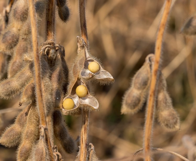  Soy beans drought