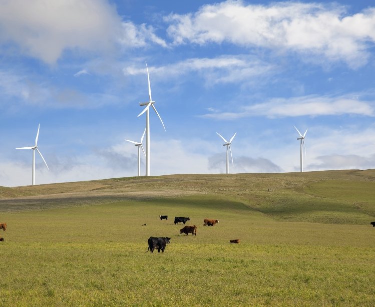 cows and wind turbines