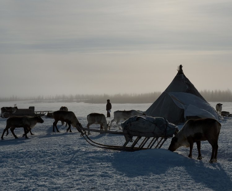 Backlit reindeer camp in Sweden in spring