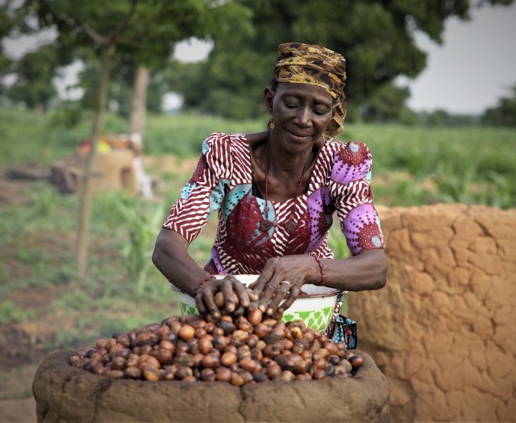 Woman harvesting shea nuts.