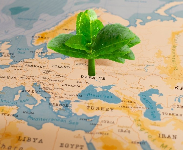 Green leaf on map sprouting from Ukraine