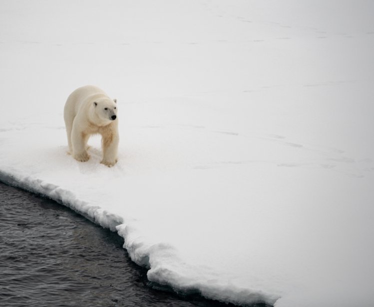 Photo of a polar bear 