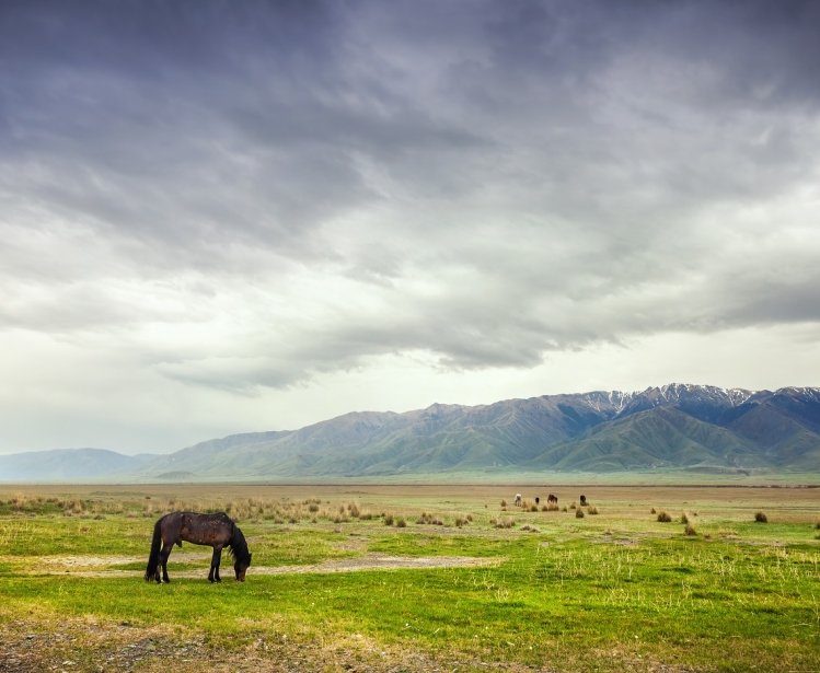 Horse in the mountains at dramatic overcast sky near Alakol lake in Kazakhstan, central Asia