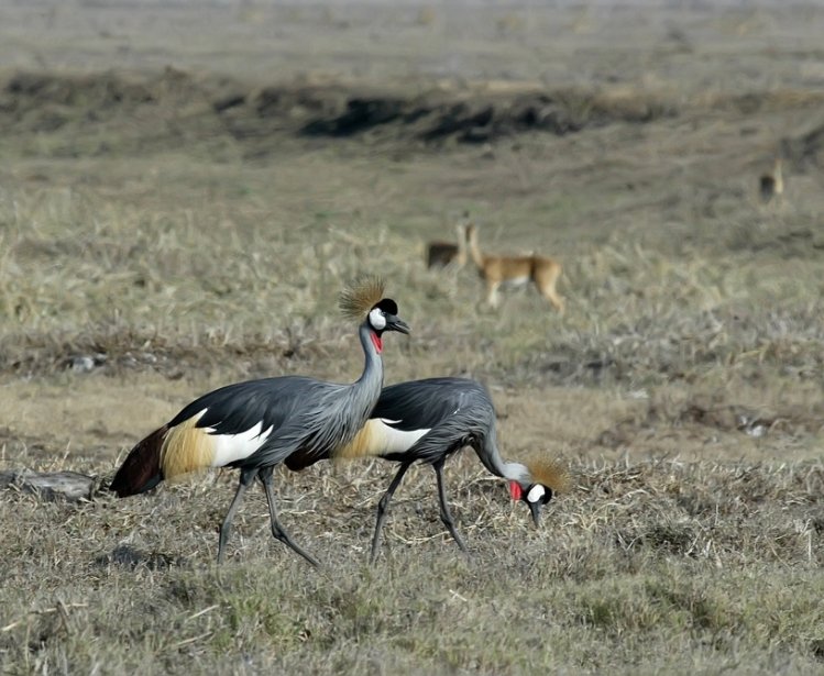 Southern Crowned Crane in Gorongosa National Park