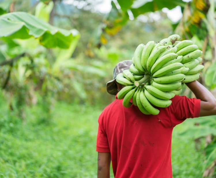 Solutions for Sustainable Food Systems in Brazil 