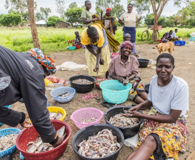 A small group of women sitting together sorting fish into buckets to take to the local market in Lake Victoria, Kisumu County, Kenya, Africa.