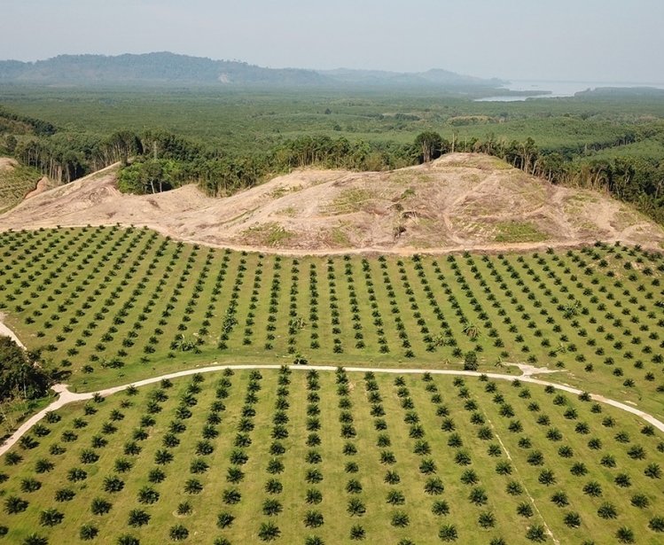 Image - Deforestation in the Brazilian Amazon 