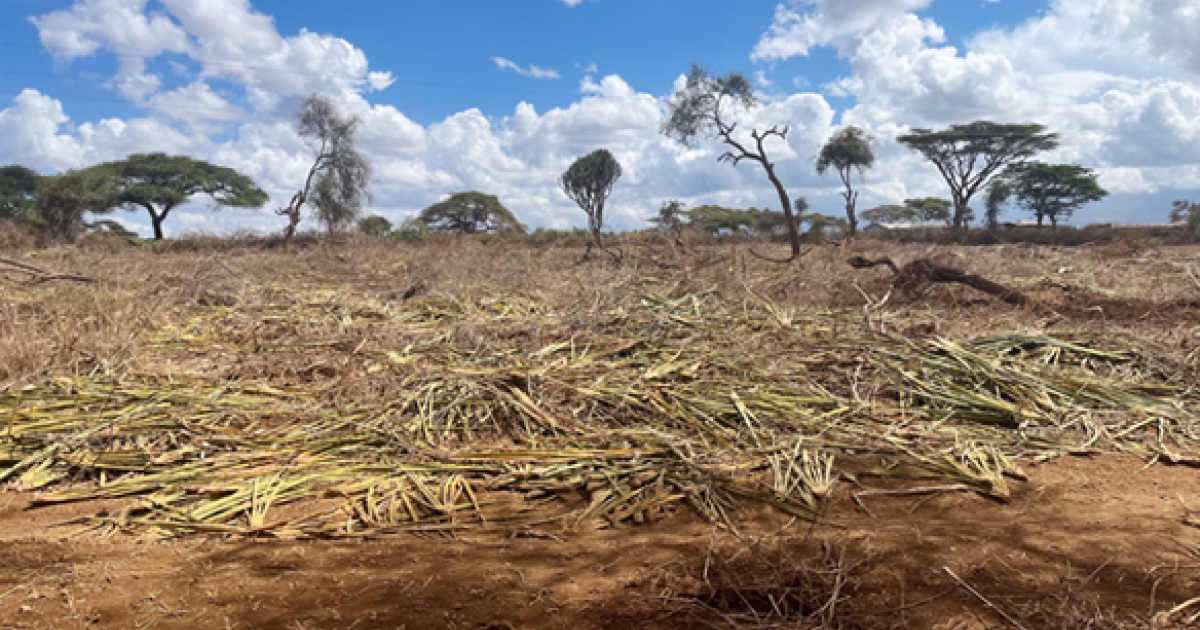 The Impact of Deforestation on Medicinal Plant Species in Africa