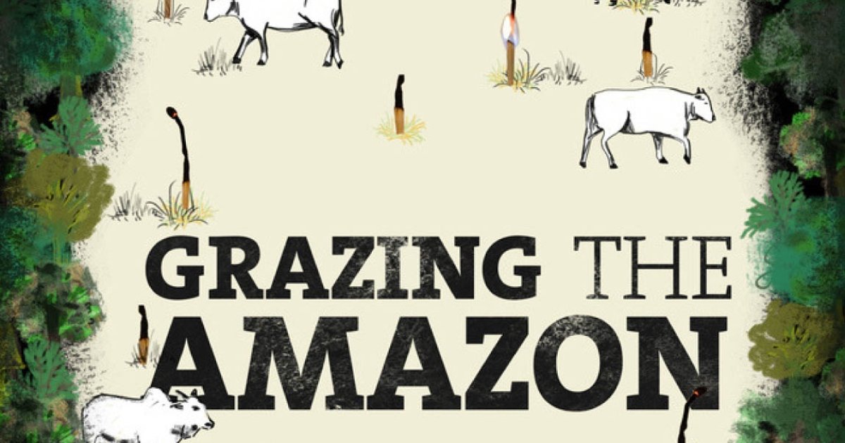 photo Cow Poster About Governments cattle industry in the brazilian amazon