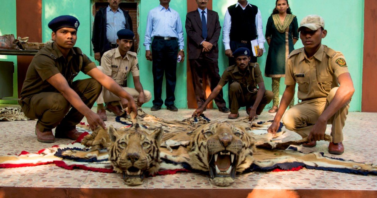 Wild Laws: China and Its Role in Illicit Wildlife Trade | Wilson Center