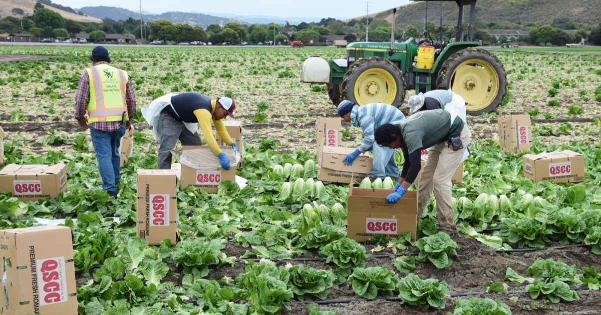 El Instituto Wilson Center México recibe una subvención de la Fundación Walmart para trabajar en el fortalecimiento de las protecciones para los trabajadores migrantes en la agricultura de EE. UU.
