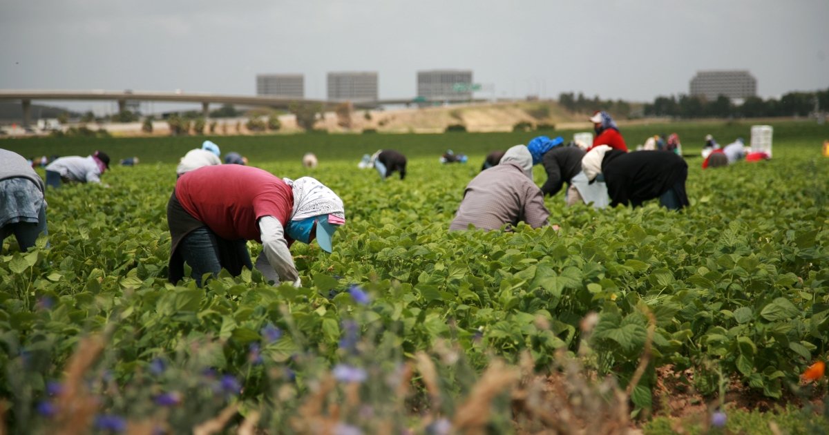 Mexican Farm Workers in North American Agriculture Wilson Center