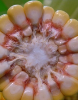 Subsidizing Inequality: Mexican Corn Policy Since NAFTA