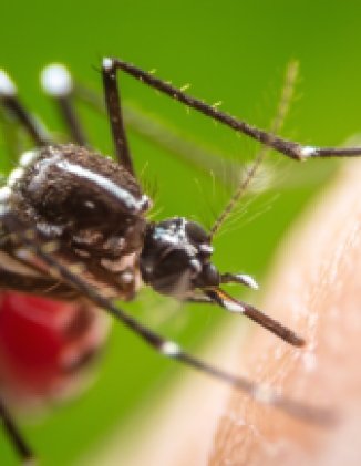 Global Mosquito Alert: Building Citizen Science Capacity for Surveillance and Control of Disease-Vector Mosquitoes
