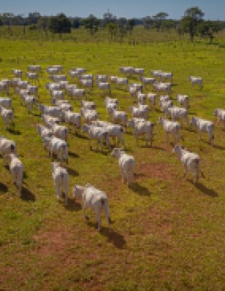 Image - Supply Chain Management for Beef Production/Exports and Deforestation in Brazil