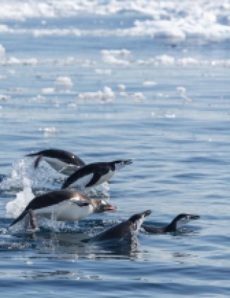 Image - The Fragile Antarctic Peninsula: Conserving Biodiversity through Marine Protected Areas