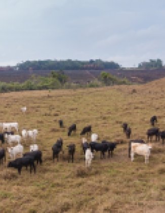 Cows in a field