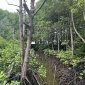 mangroves in indonesia