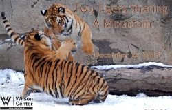 Sino-Japanese Relations After the Cold War: Two Tigers Sharing a Mountain