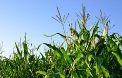 Biofuels and the Green Energy Push: Brazil-U.S. Cooperation in Implementing Carbon Emissions Reduction Policies
