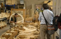 Trump Builds Upon Obama’s Fight Against Illegal Wildlife Trafficking
