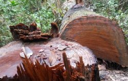 Evidence of deforestation found by the Prey Lang Community Network