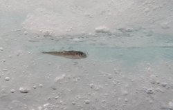 An Arctic Cod rests in an ice-covered space. Source: Shawn Harper, Hidden Ocean 2005 Expedition: NOAA Office of Ocean Exploration. Flickr.com.