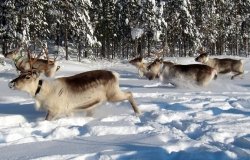 reindeer running