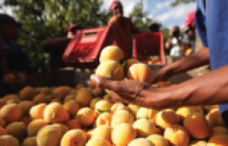 South African farmers pick peaches