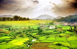 Rice farm in China