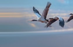 Lead Photo Credit: Black-necked Crane perching on the Tibetan Plateau of China, courtesy of Wang LiQiang/Shutterstock.com.
