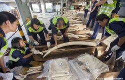 Customs officers seize ivory tusks, rhino horn and leopard skins, with a street value of around four million Euro, at the Hong Kong Customs and Excise headquarters in Hong Kong, China, 08 August 2013,