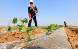 Farmers with plastic in field