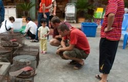 Illicit Endangered Wildlife Trade in Möng La, Shan, Myanmar 