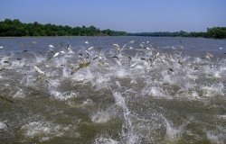 Flying Asian carp jumping out of the water