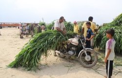 Yemen Farmers