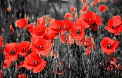 Field of poppy flowers