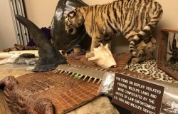 Illegal Wildlife Products on Display