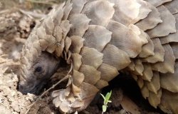 Pangolin