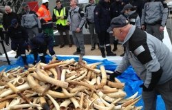Three Tons of Illegal Ivory