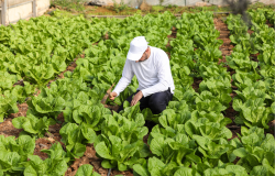 Palestine lettuce farmer