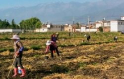 Rural people in Southwest China whose land was classified for conservation now working as day laborers.