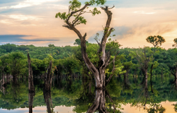 How October’s Presidential Race Will Impact the Brazilian Amazon