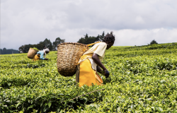 African women harvest tea leaves near Nandi Hills, Kenya.