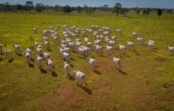 Image - Supply Chain Management for Beef Production/Exports and Deforestation in Brazil