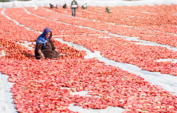 Syrian Refugee Worker